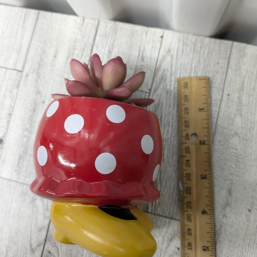 Disney Red Polka Dot Planter with Succulent